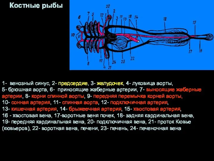 Костные рыбы 1- венозный синус, 2- предсердие, 3- желудочек, 4-