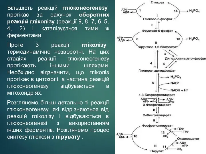 Більшість реакцій глюконеогенезу протікає за рахунок оборотних реакцій гліколізу (реакції