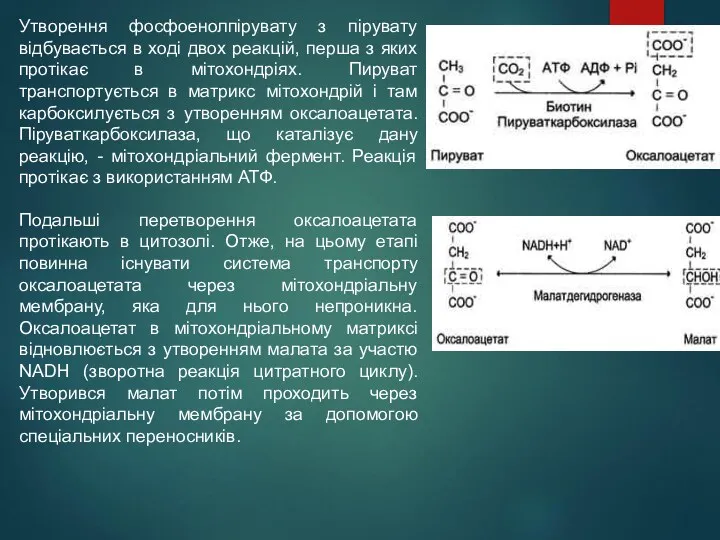 Утворення фосфоенолпірувату з пірувату відбувається в ході двох реакцій, перша