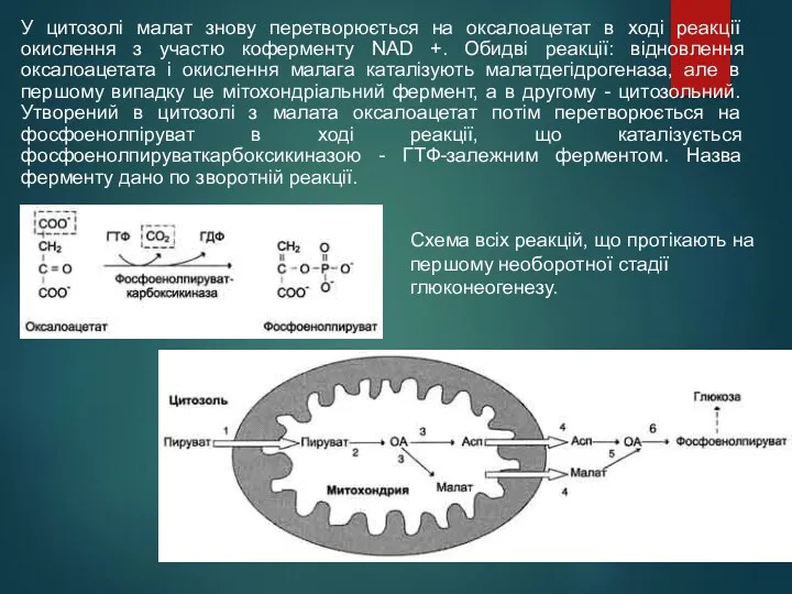 У цитозолі малат знову перетворюється на оксалоацетат в ході реакції