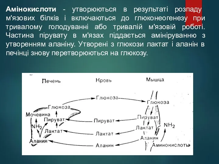 Амінокислоти - утворюються в результаті розпаду м'язових білків і включаються