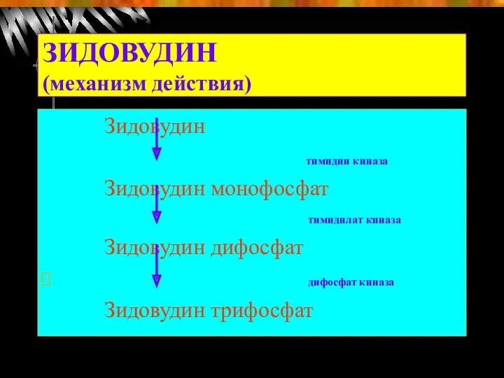 ЗИДОВУДИН (механизм действия) Зидовудин тимидин киназа Зидовудин монофосфат тимидилат киназа Зидовудин дифосфат дифосфат киназа Зидовудин трифосфат