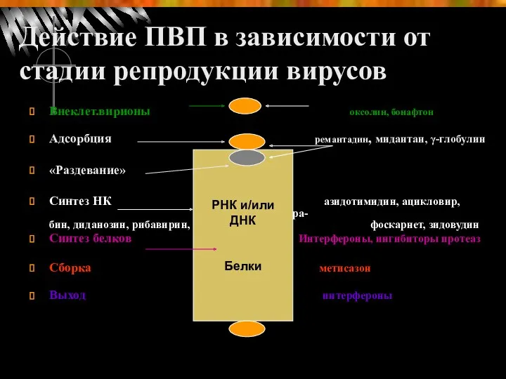 Действие ПВП в зависимости от стадии репродукции вирусов Внеклет.вирионы оксолин,