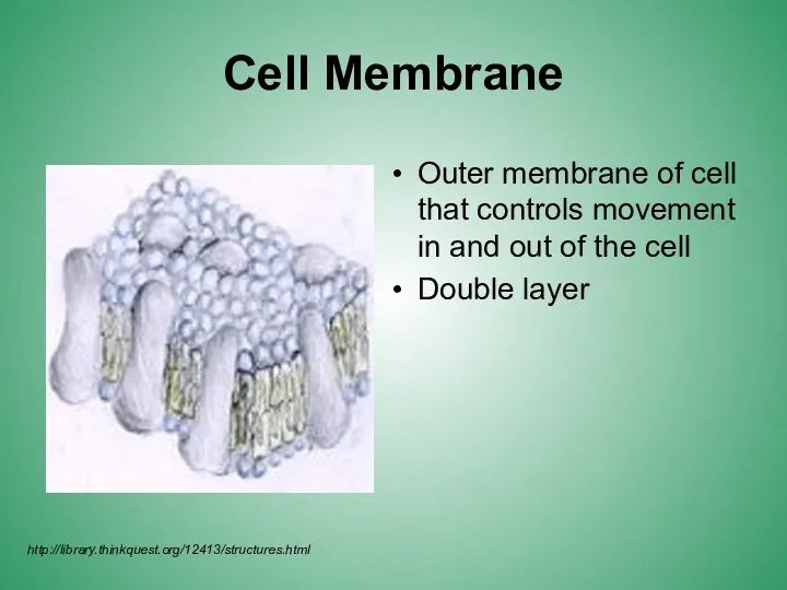 Cell Membrane Outer membrane of cell that controls movement in