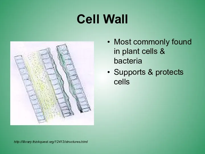 Cell Wall Most commonly found in plant cells & bacteria Supports & protects cells http://library.thinkquest.org/12413/structures.html