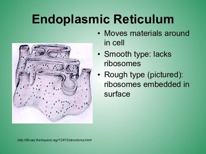 Endoplasmic Reticulum Moves materials around in cell Smooth type: lacks