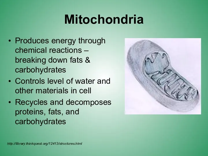 Mitochondria Produces energy through chemical reactions – breaking down fats