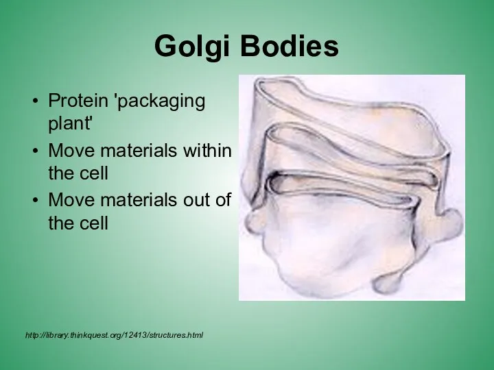 Golgi Bodies Protein 'packaging plant' Move materials within the cell