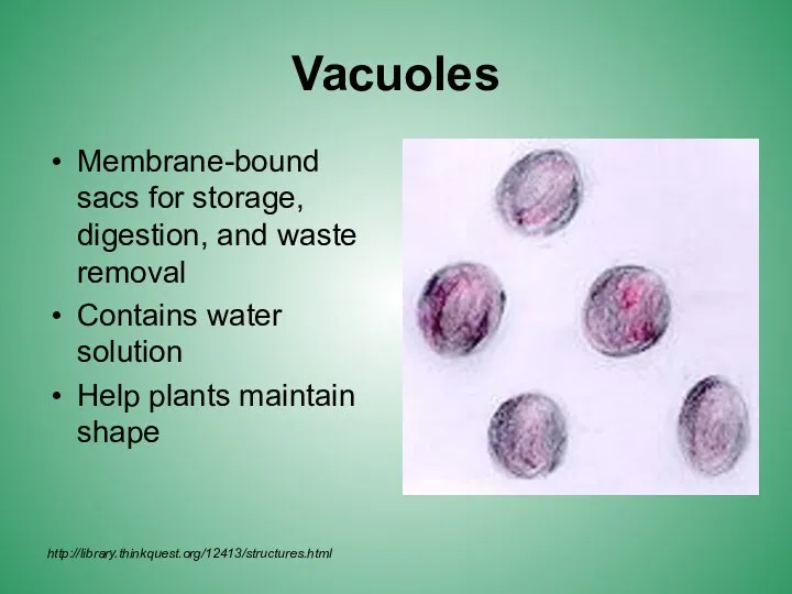 Vacuoles Membrane-bound sacs for storage, digestion, and waste removal Contains
