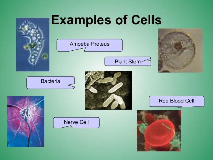 Examples of Cells Amoeba Proteus Plant Stem Red Blood Cell Nerve Cell Bacteria