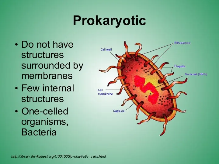 Prokaryotic Do not have structures surrounded by membranes Few internal structures One-celled organisms, Bacteria http://library.thinkquest.org/C004535/prokaryotic_cells.html