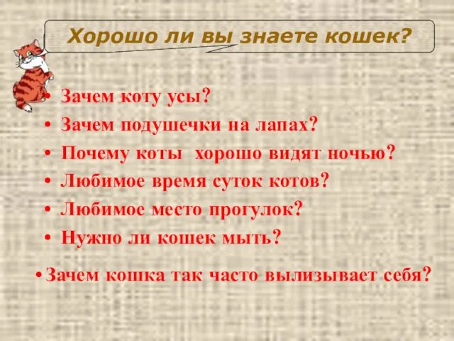 Зачем коту усы? Зачем подушечки на лапах? Почему коты хорошо видят ночью? Любимое