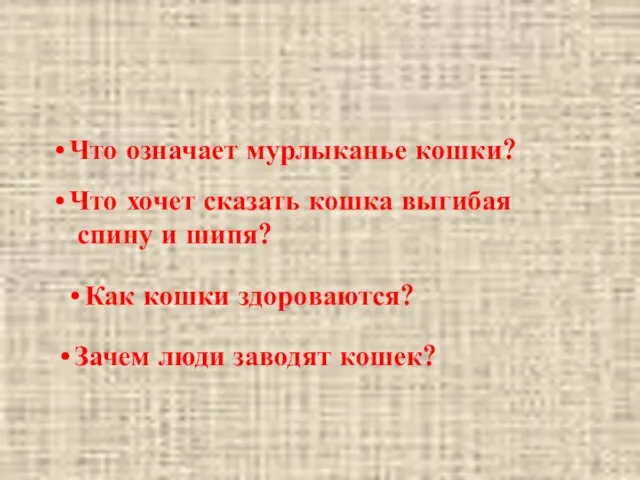 Что означает мурлыканье кошки? Что хочет сказать кошка выгибая спину и шипя? Как