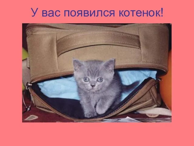 У вас появился котенок!