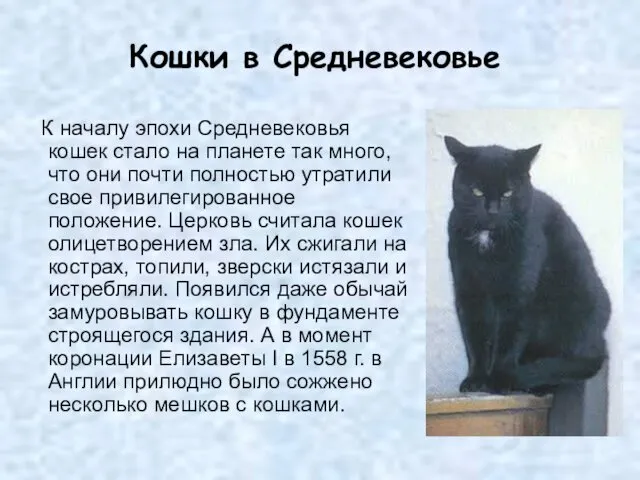 К началу эпохи Средневековья кошек стало на планете так много, что они почти