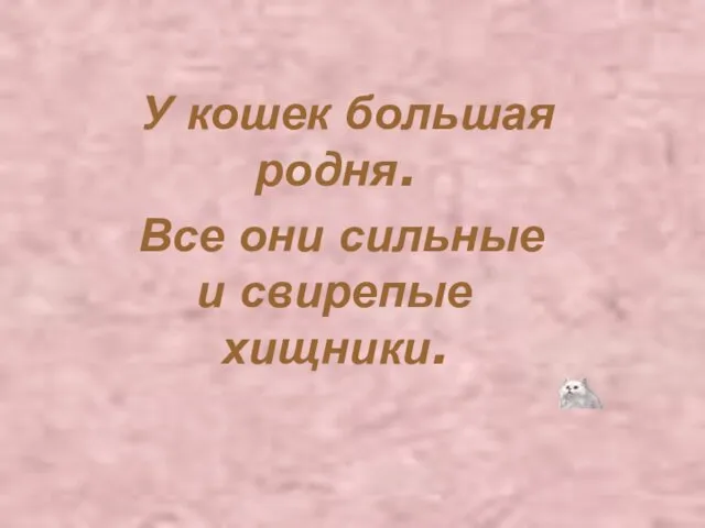 У кошек большая родня. Все они сильные и свирепые хищники.