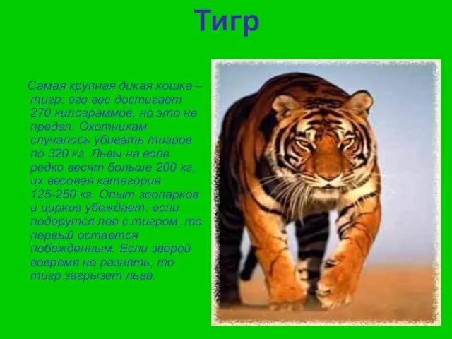 Тигр Самая крупная дикая кошка – тигр: его вес достигает 270 килограммов, но