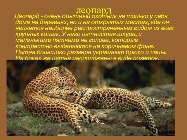 леопард Леопард - очень опытный охотник не только у себя