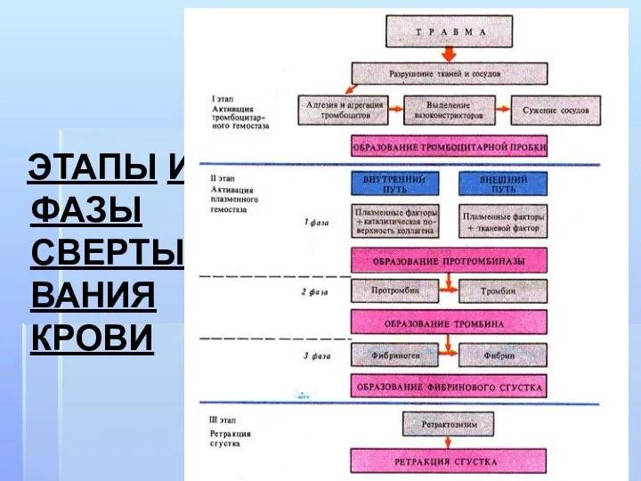 ЭТАПЫ И ФАЗЫ СВЕРТЫВАНИЯ КРОВИ