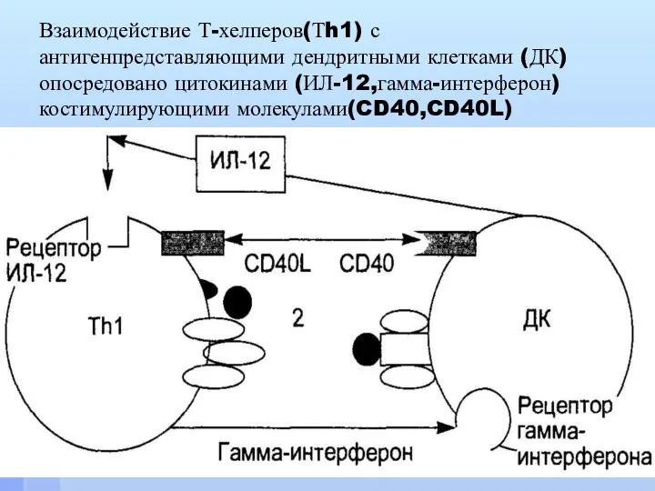 Взаимодействие Т-хелперов(Тh1) с антигенпредставляющими дендритными клетками (ДК) опосредовано цитокинами (ИЛ-12,гамма-интерферон) костимулирующими молекулами(CD40,CD40L)