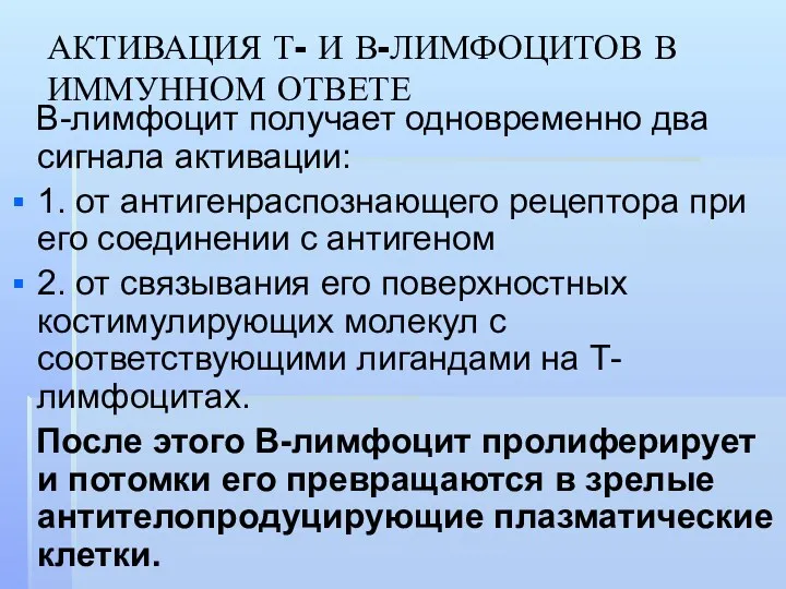 АКТИВАЦИЯ Т- И В-ЛИМФОЦИТОВ В ИММУННОМ ОТВЕТЕ В-лимфоцит получает одновременно