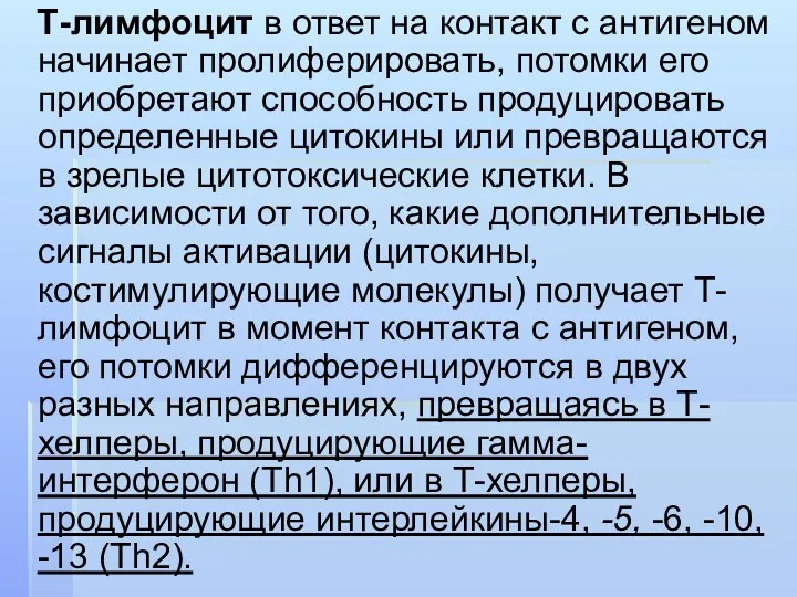 Т-лимфоцит в ответ на контакт с антигеном начинает пролиферировать, потомки