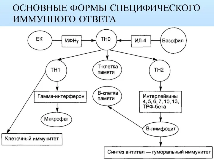 ОСНОВНЫЕ ФОРМЫ СПЕЦИФИЧЕСКОГО ИММУННОГО ОТВЕТА