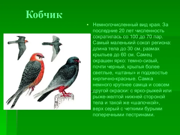 Кобчик Немногочисленный вид края. За последние 20 лет численность сократилась