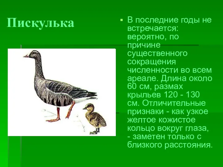 Пискулька В последние годы не встречается: вероятно, по причине существенного