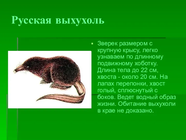 Русская выхухоль Зверек размером с крупную крысу, легко узнаваем по