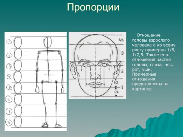 Пропорции Отношение головы взрослого человека о ко всему росту примерно