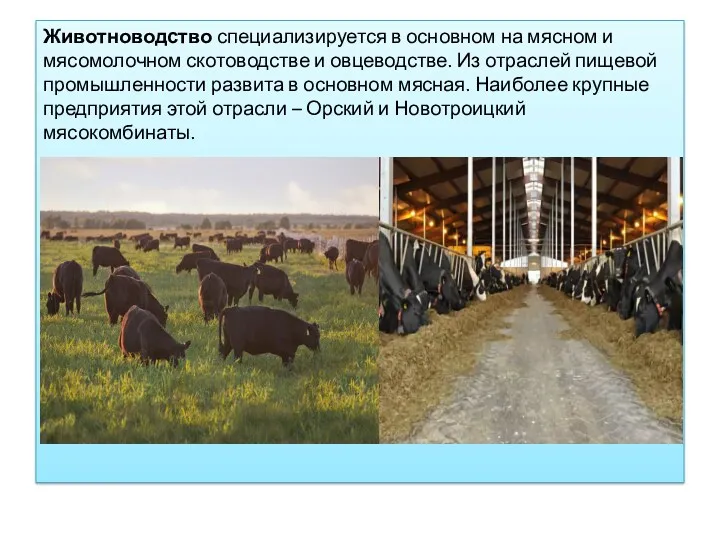 Животноводство специализируется в основном на мясном и мясомолочном скотоводстве и