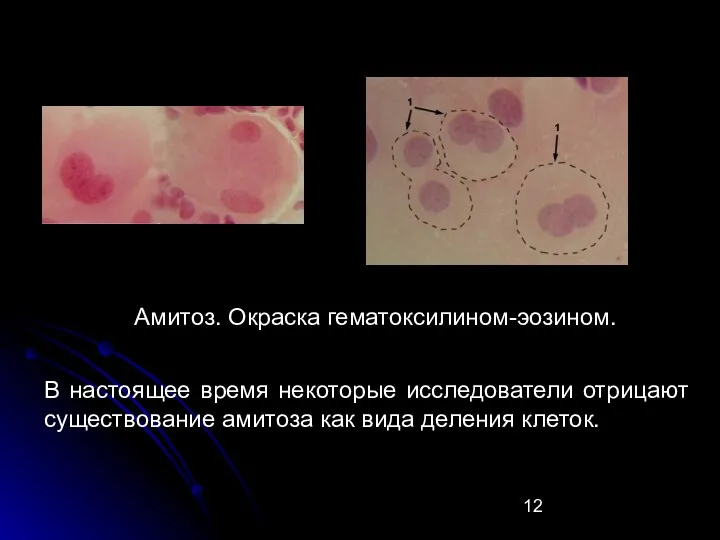 В настоящее время некоторые исследователи отрицают существование амитоза как вида деления клеток. Амитоз. Окраска гематоксилином-эозином.