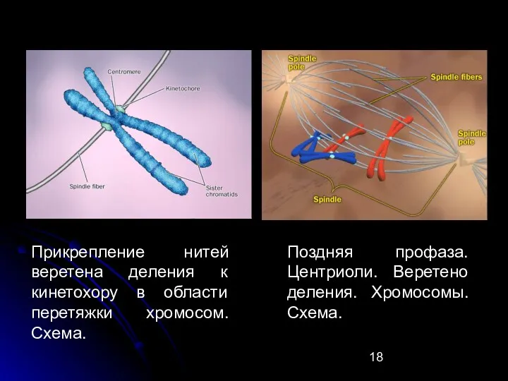 Прикрепление нитей веретена деления к кинетохору в области перетяжки хромосом.