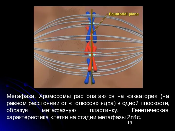Метафаза. Хромосомы располагаются на «экваторе» (на равном расстоянии от «полюсов»