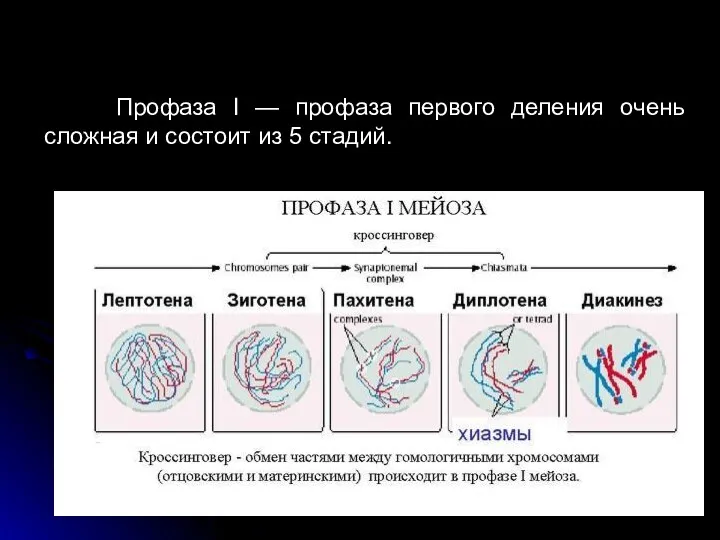 Профаза I — профаза первого деления очень сложная и состоит из 5 стадий.