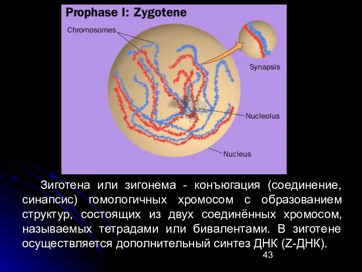 Зиготена или зигонема - конъюгация (соединение, синапсис) гомологичных хромосом с