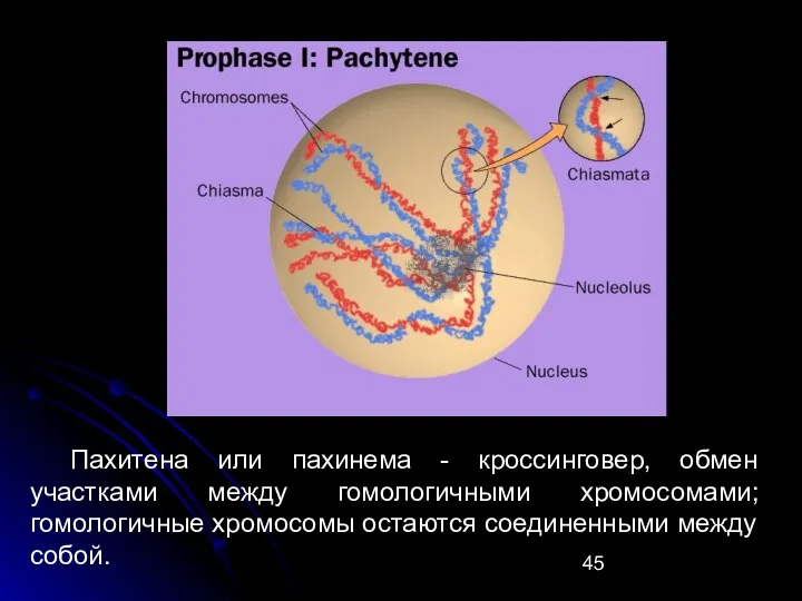 Пахитена или пахинема - кроссинговер, обмен участками между гомологичными хромосомами; гомологичные хромосомы остаются соединенными между собой.