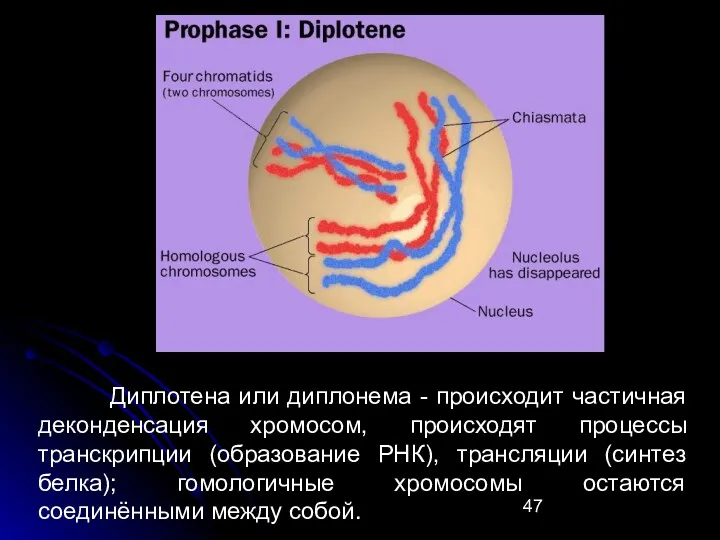 Диплотена или диплонема - происходит частичная деконденсация хромосом, происходят процессы