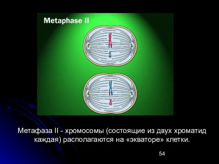 Метафаза II - хромосомы (состоящие из двух хроматид каждая) располагаются на «экваторе» клетки.