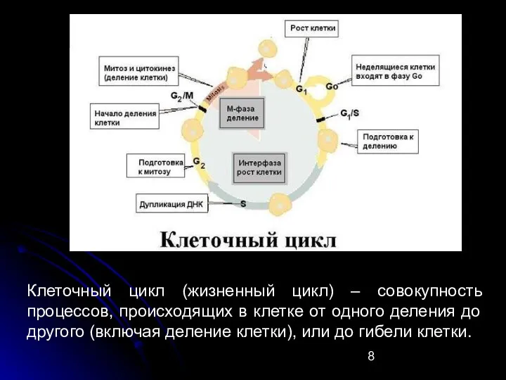 Клеточный цикл (жизненный цикл) – совокупность процессов, происходящих в клетке