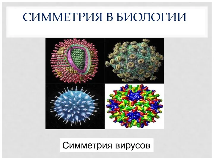СИММЕТРИЯ В БИОЛОГИИ Симметрия вирусов