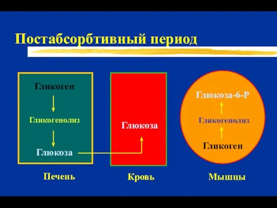 Постабсорбтивный период Глюкоза-6-P Гликоген Глюкоза Гликогенолиз Печень Мышцы Кровь Глюкоза Гликоген Гликогенолиз