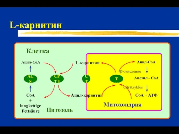 L-карнитин Клетка Цитозоль Митохондрия CoA + langkettige Fettsäure Ацил-CoA ACS CPT I L-карнитин Ацил-карнитин CT β-окисление