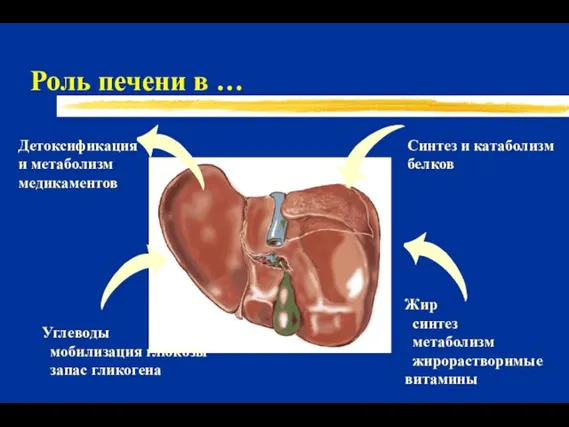 Роль печени в … Синтез и катаболизм белков Углеводы мобилизация