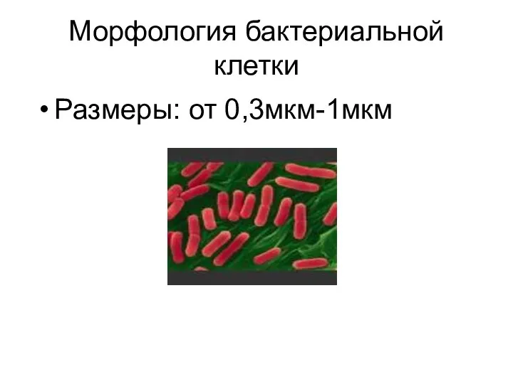 Морфология бактериальной клетки Размеры: от 0,3мкм-1мкм