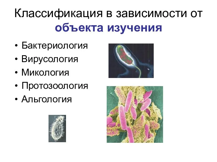Классификация в зависимости от объекта изучения Бактериология Вирусология Микология Протозоология Альгология