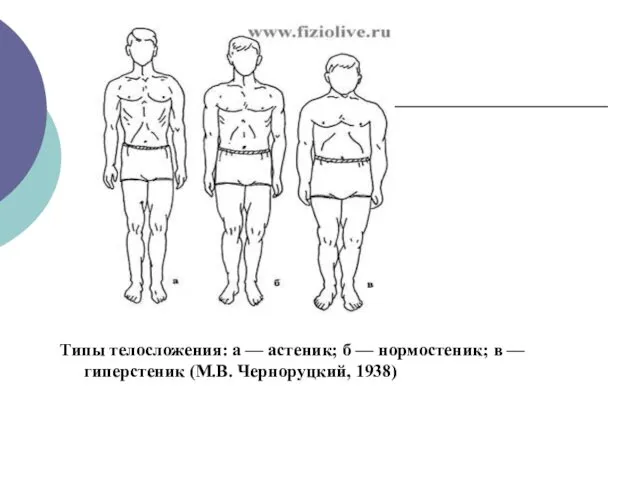 Типы телосложения: а — астеник; б — нормостеник; в — гиперстеник (М.В. Черноруцкий, 1938)