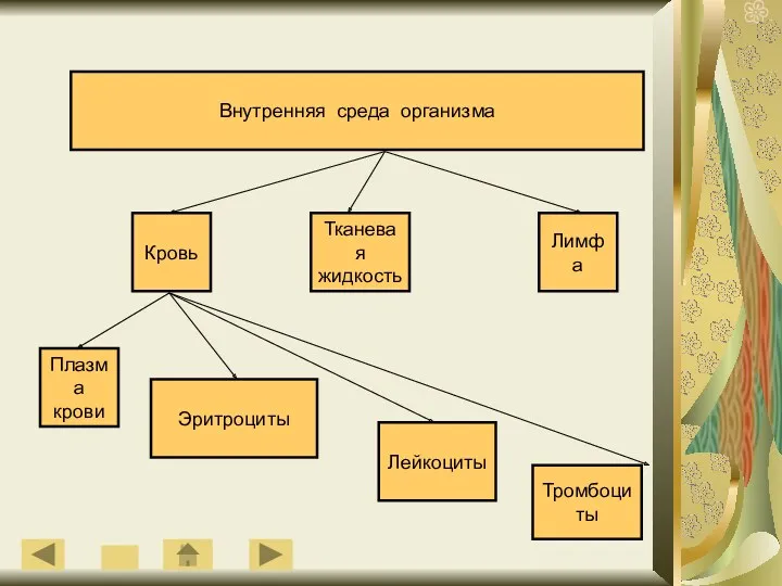 Внутренняя среда организма Кровь Тканевая жидкость Лимфа Плазма крови Эритроциты Лейкоциты Тромбоциты