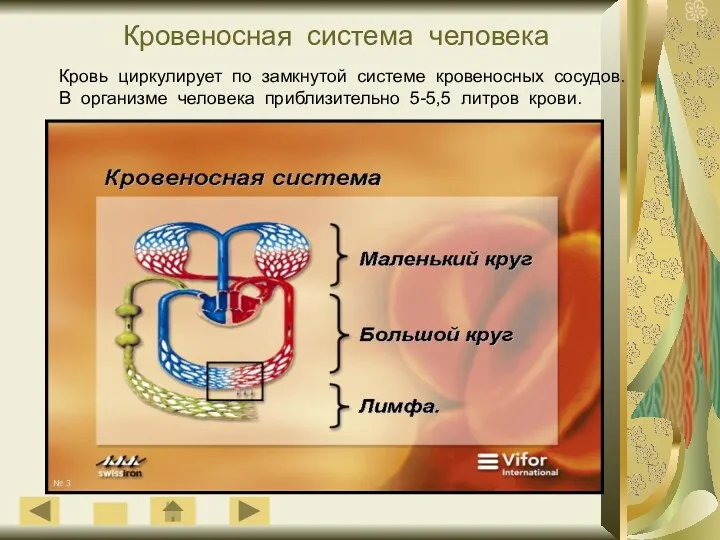 Кровеносная система человека Кровь циркулирует по замкнутой системе кровеносных сосудов.